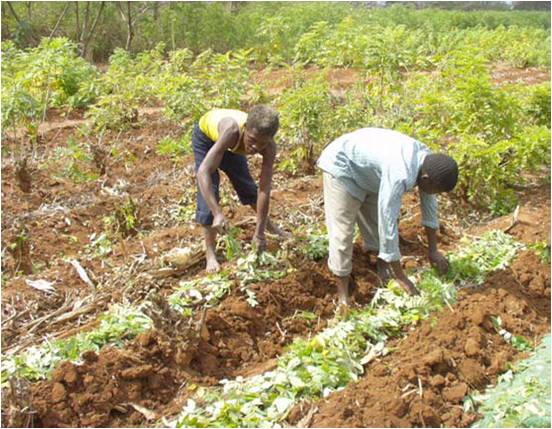 Agroforestry 1