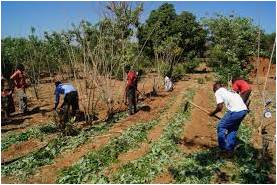 Agroforestry 2