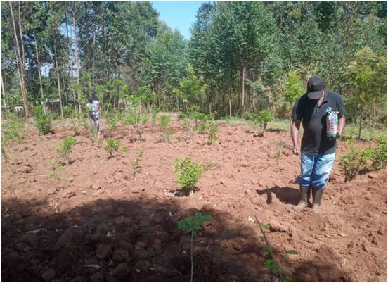 Agroforestry 4
