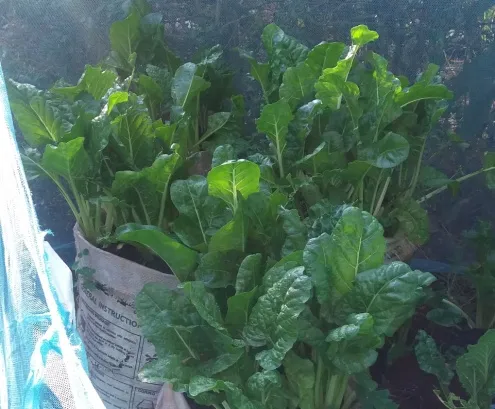 Year-Round Spinach